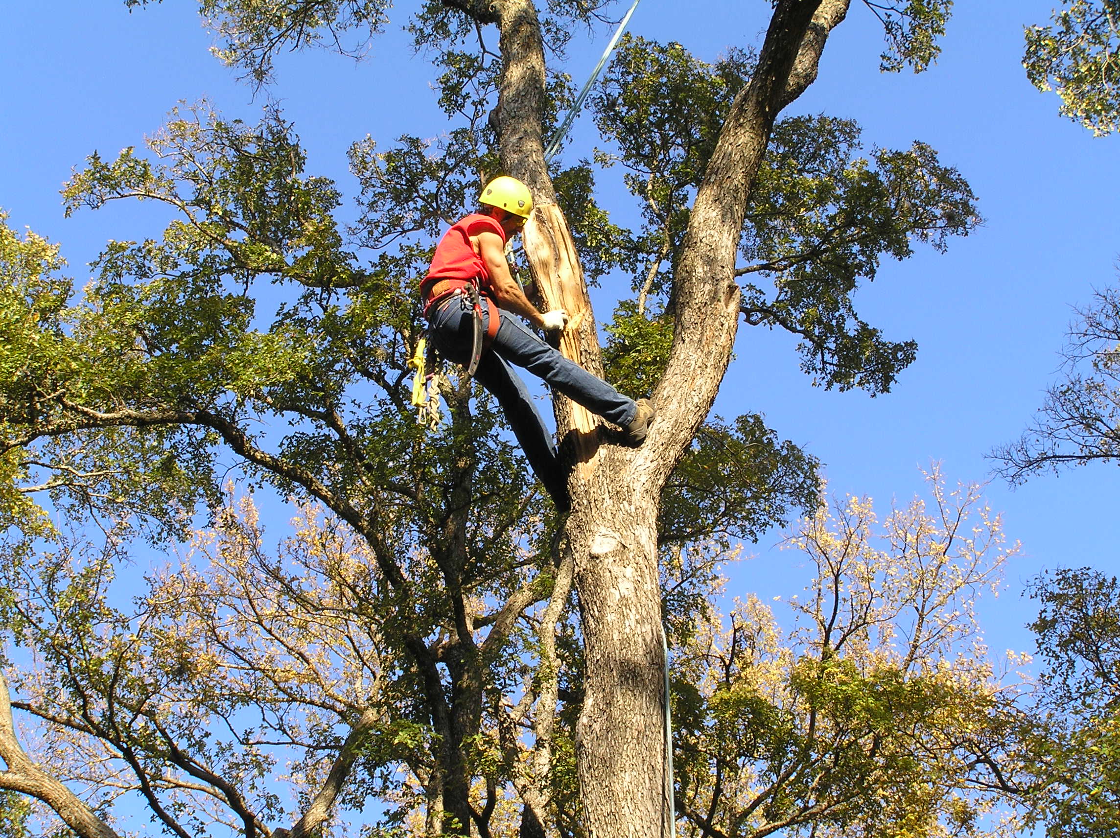 Guy LeBlanc inspecting a storm damaged tree
