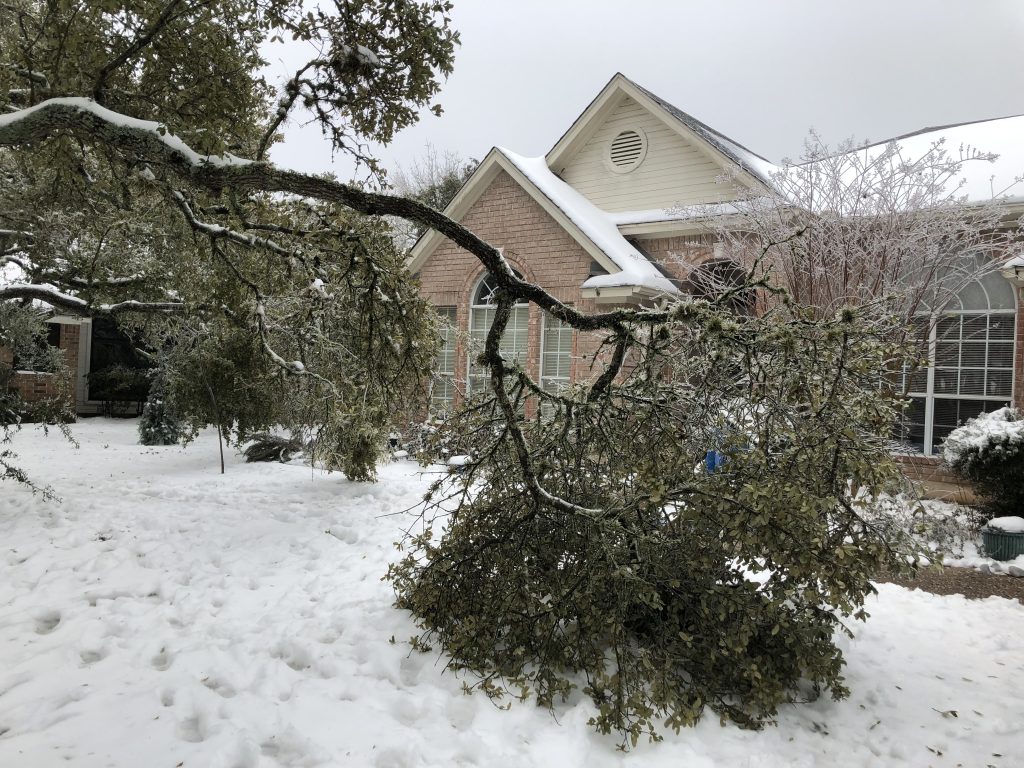 Common Winter Tree Care Issues — Boston Tree Preservation
